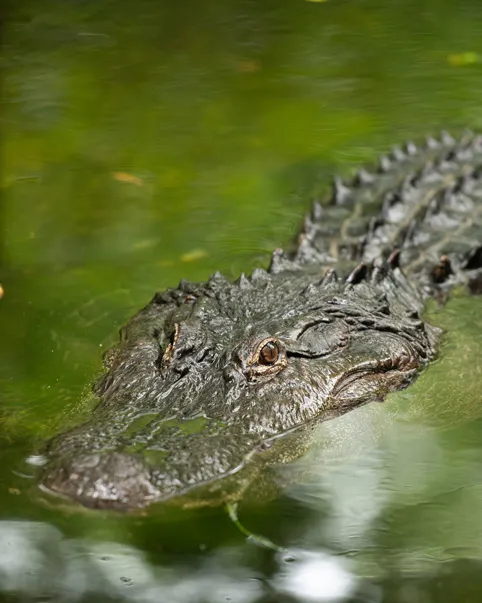 An American alligator's face partially hidden by water.