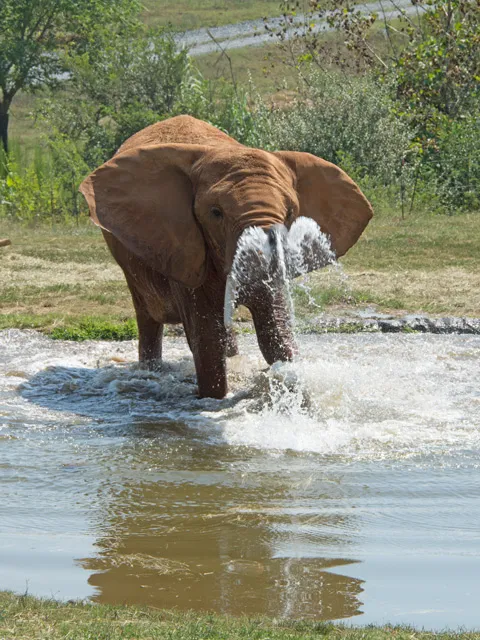 Elephant standing in pool splashing water