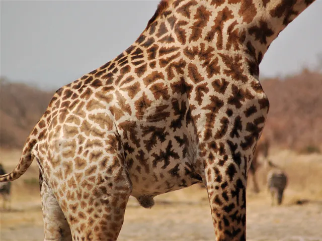 Spots on a giraffe are like unique fingerprints