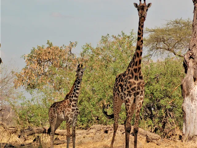 Mother and calf giraffes