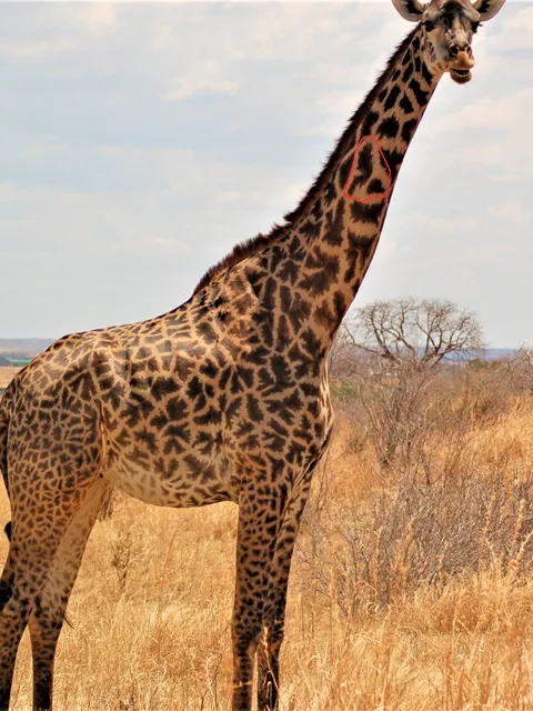 right side of giraffe