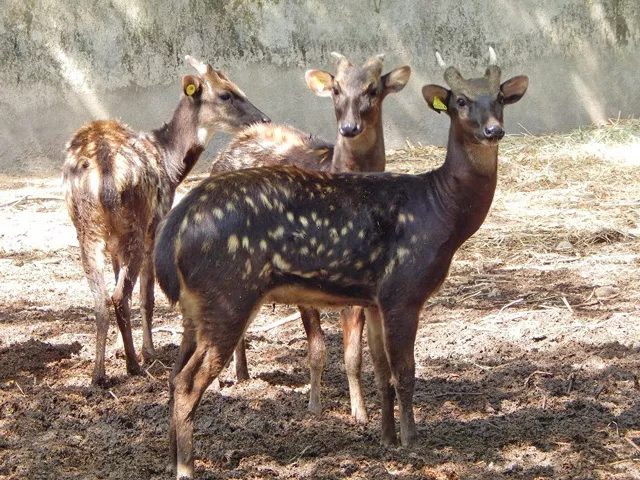 Visayan spotted deer
