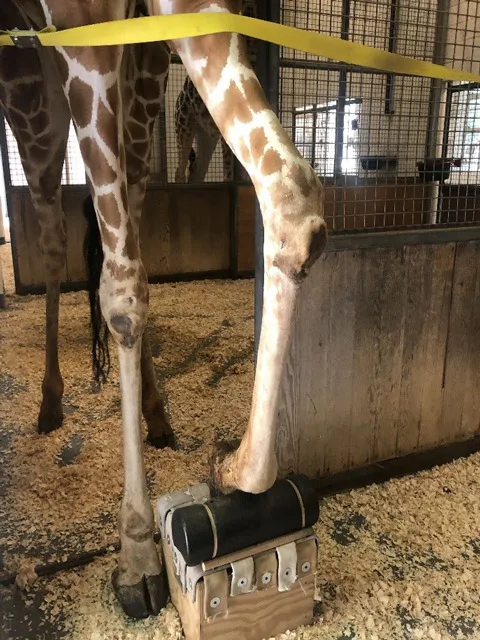 Giraffe Turbo's hoof