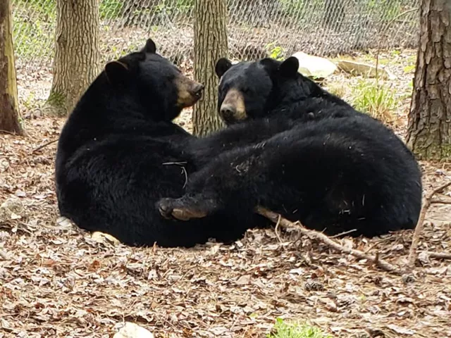 Luna and Nova black bears snuggle up close