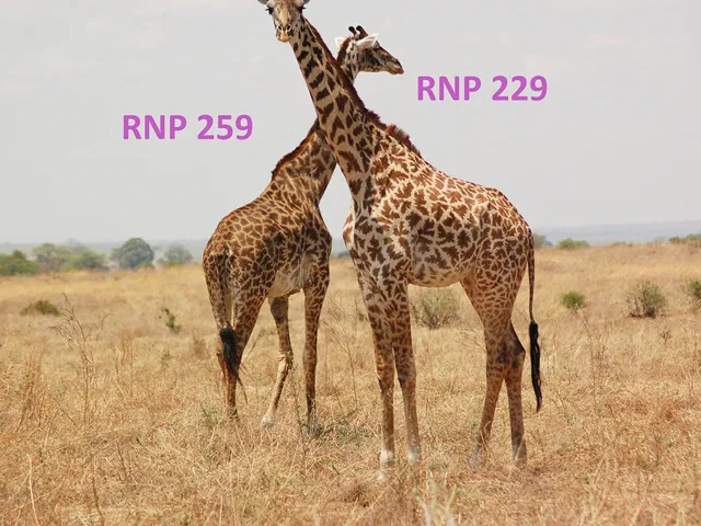 Two African giraffes