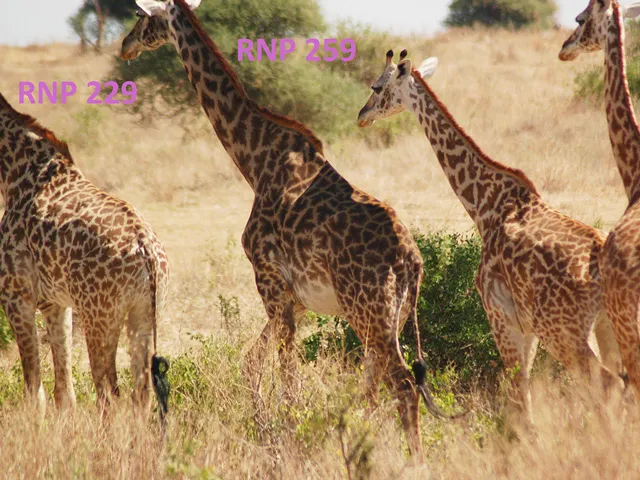 Four African giraffes