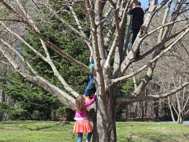 Kids climbing a tree