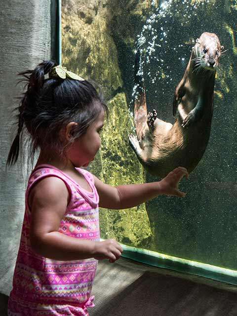Girl with otter swimming