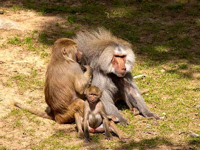 Baboon Mom Grooming Dad with Baby in front