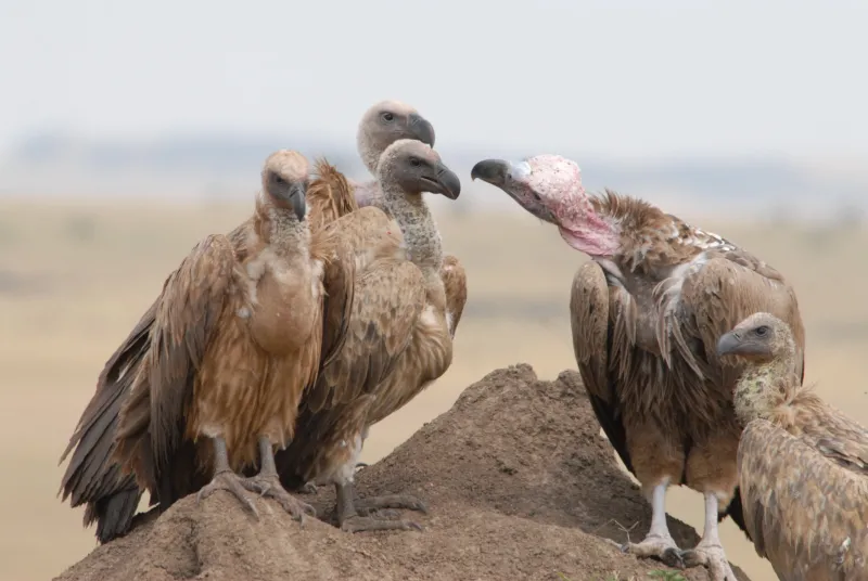 Whitebacked vultures