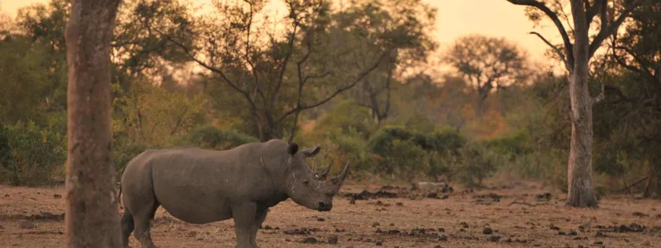 Rhino conservation