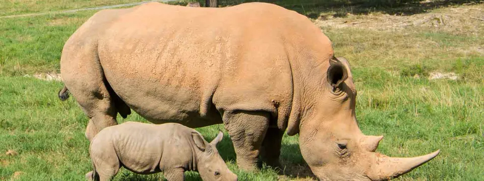 Mom Linda and Baby Nandi Southern White Rhino