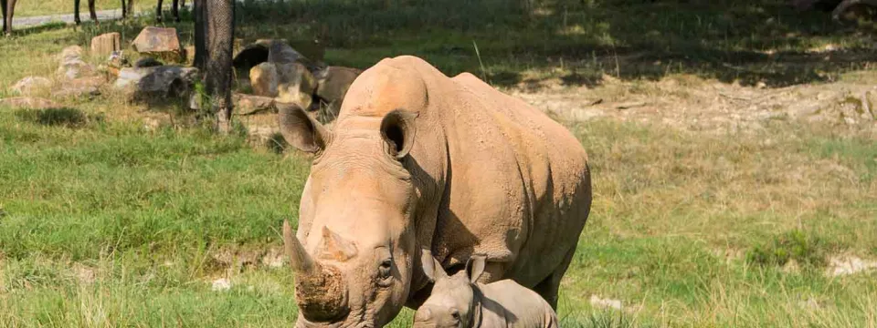 Rhino moms and young rhinos