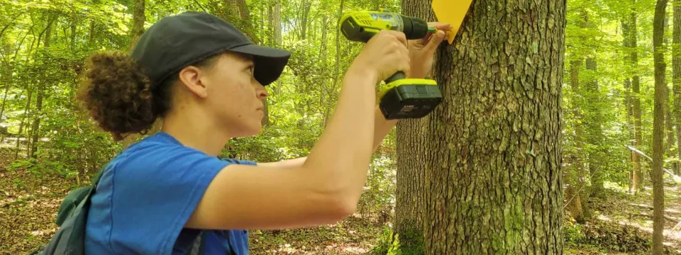 Person drilling a trail marker on a tree