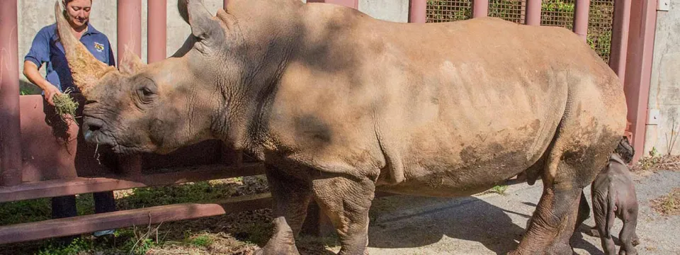 Keeper Tuttle and rhino mom and baby