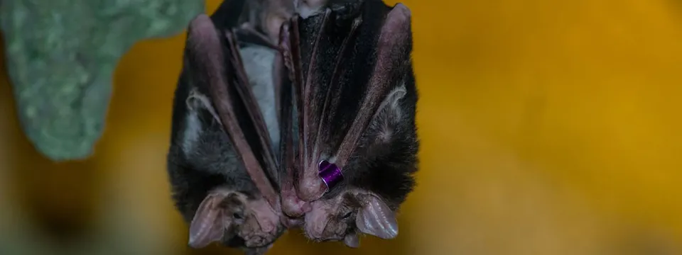 Two vampire bats upside down