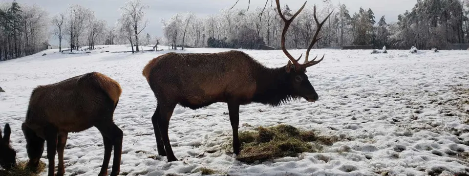 Elk prairie snow