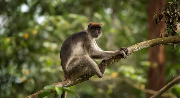Red Colobus monkey sitting on a branch in the wild.