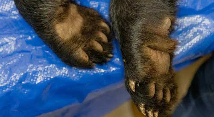 Black Bear Cub Paws