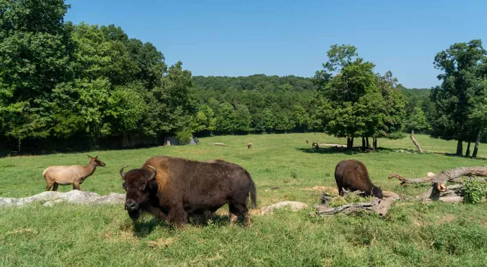 research asia construction impacts bison prairie