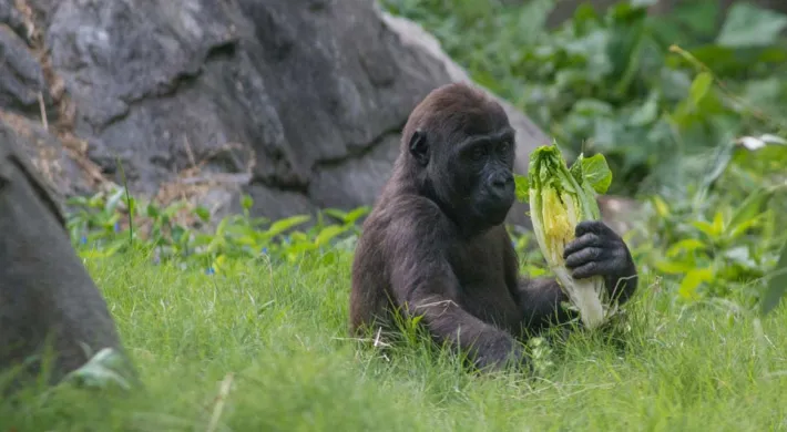 Young gorilla eating lettuce