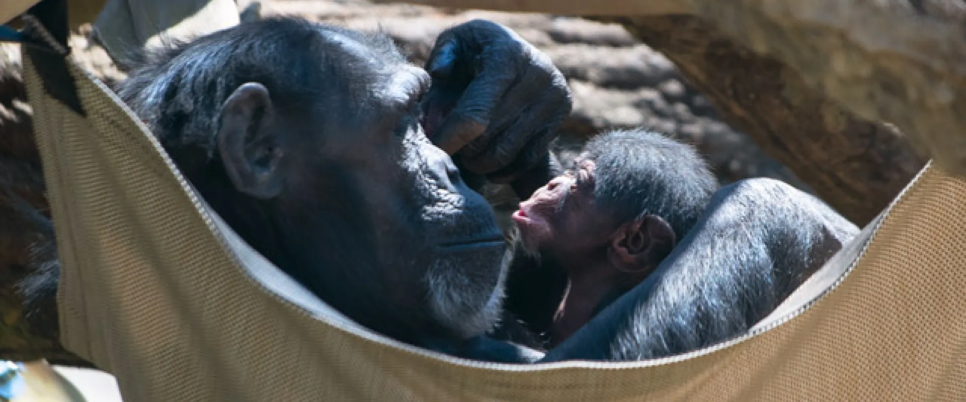 North Carolina Zoo Announces Baby Chimp's Name