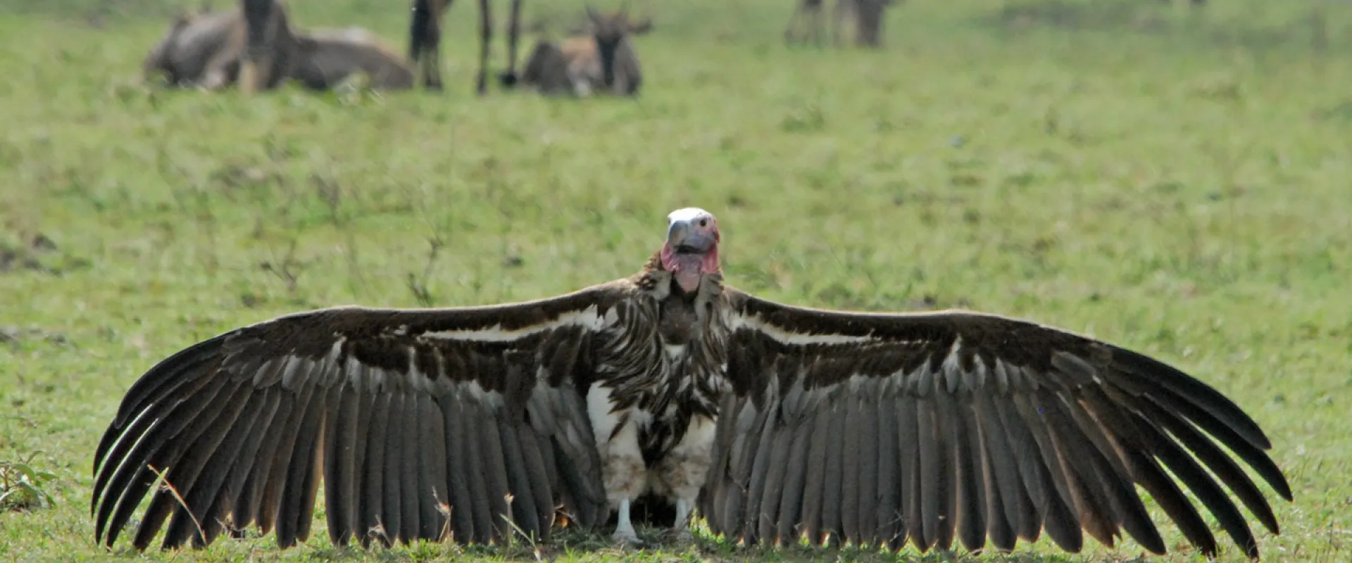 Catch a Vulture by the Toe: One of These Things is Not Like the Other