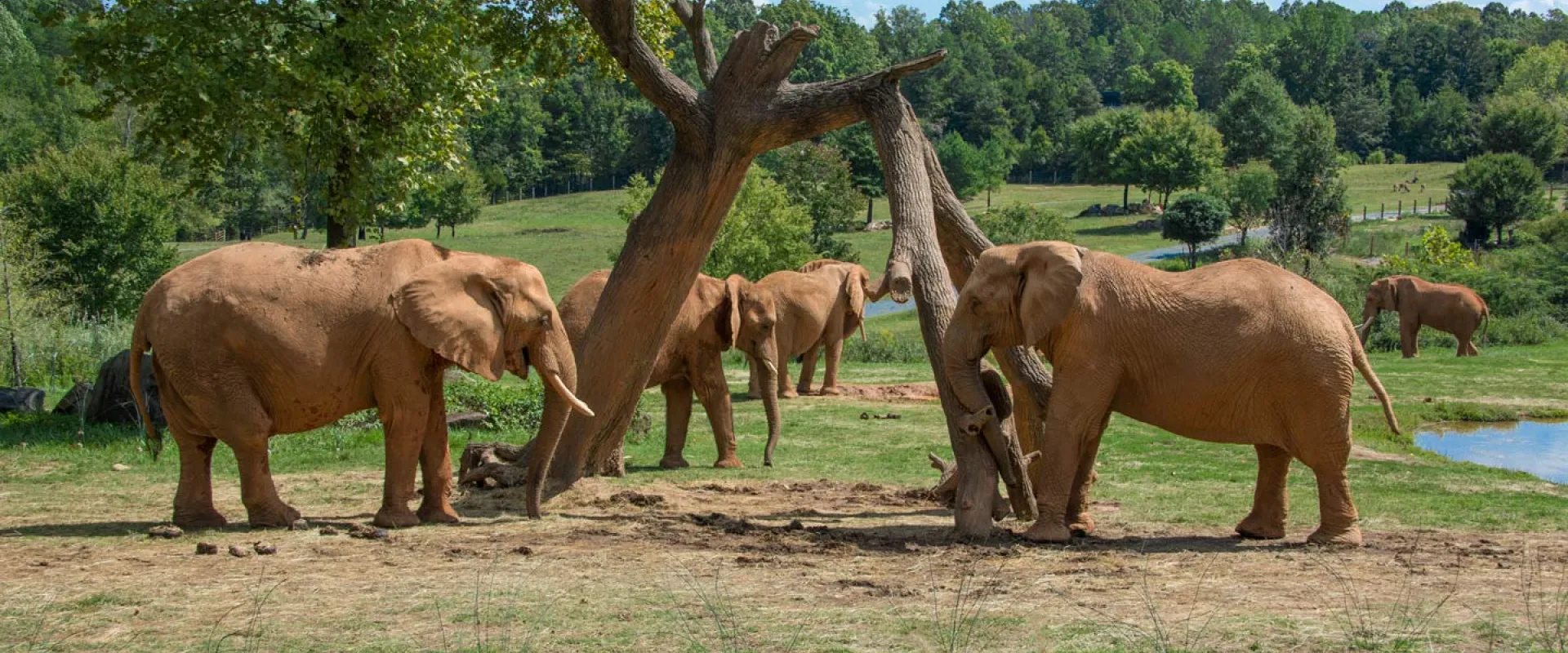 North Carolina Zoo Offering Special Discount Admission for Randolph County Residents Aug. 5-30