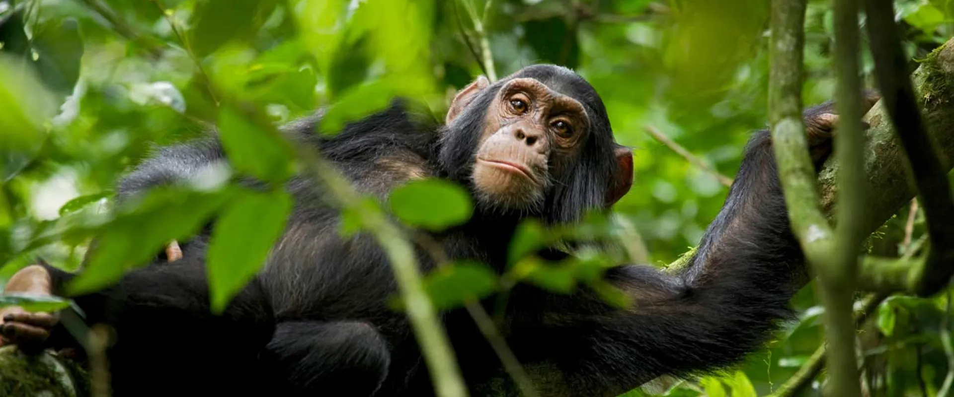 Protecting Chimpanzees from Snares