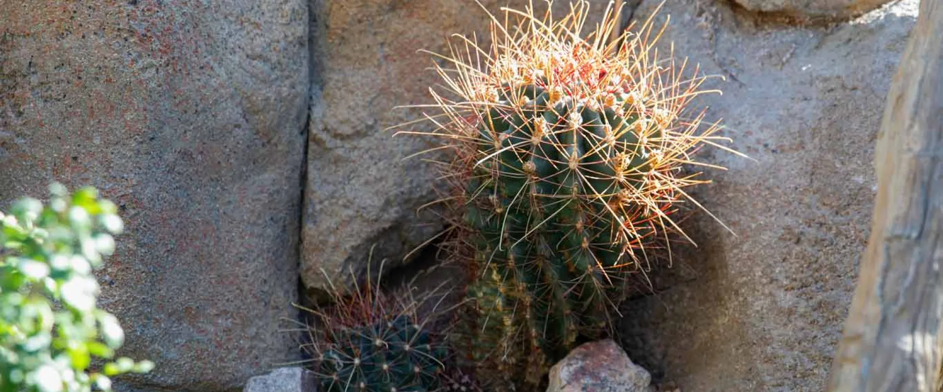 Barrel Cactus  