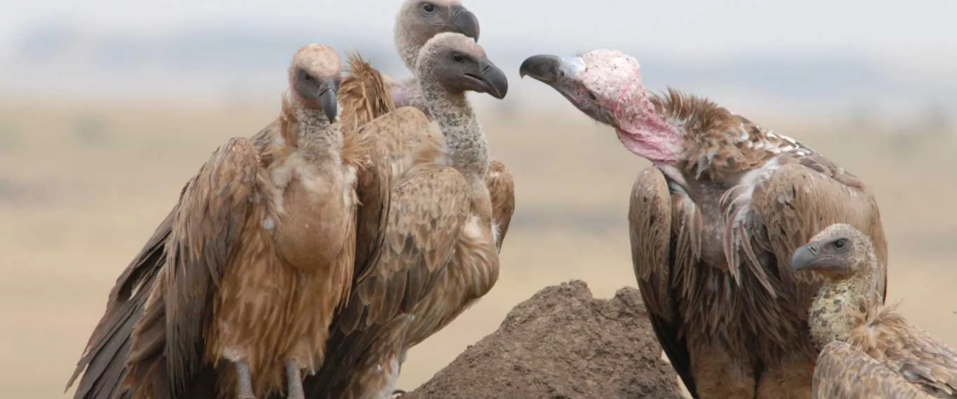 Helping Tanzania’s Vultures Thrive