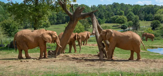 NC Zoo elephant herd