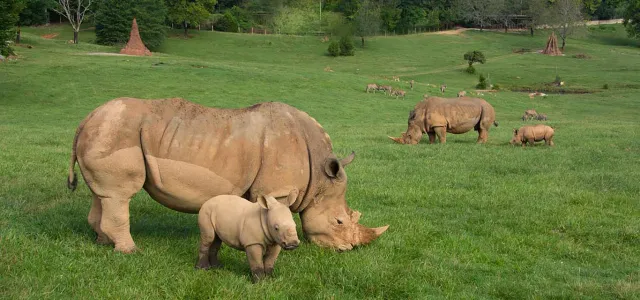 Mom Kit and Baby Bonnie Southern White Rhinos