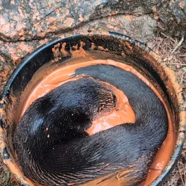 Mud bath enrichment = spa day for Hannah, the North American River Otter 🦦 (listen for the snorts of approval) 🥹