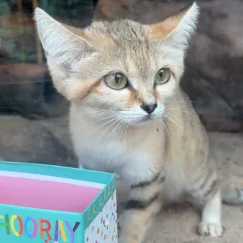 They grow up so fast! Today is sand cats Cleo, Amir, and Jabari’s 1st birthday! 🎉 They received special enrichment, aka, bags to crawl into😂 Cleo is the first one you will see and she is quite confused while the boys, Amir and Jabari come in a little later and begin their birthday destruction🐾