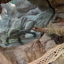 When you finally go introduce yourself to your neighbors 👀 Pandai, the Komodo dragon took some time to say hello to her neighbors, the Colorado River toads! 🐸
Shoutout to Keeper Mike at Desert for this cool photo📸