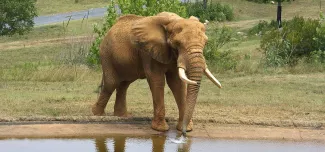 Elephant Csar by pool of water in Watani Grasslands