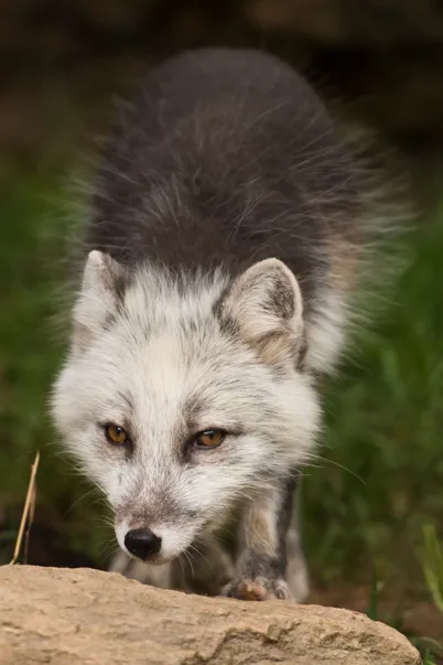 An Arctic fox in transition between its winter and summer coat.