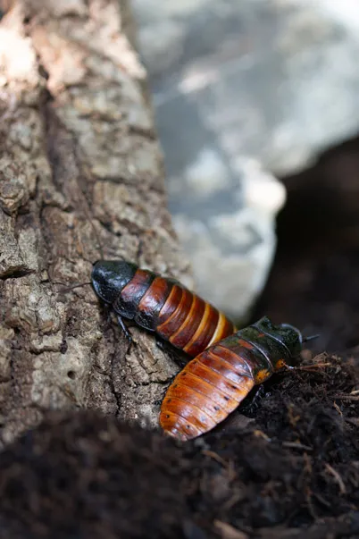 Two hissing cockroaches crawling at the base of a stump.