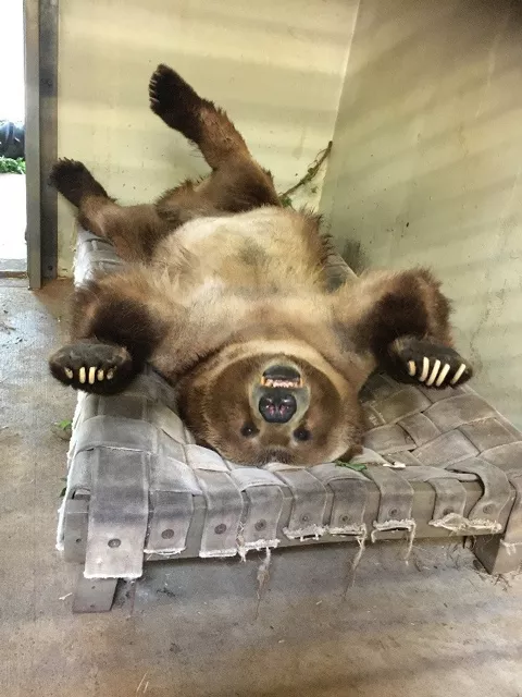 Firehouse hammock bed for grizzly bear