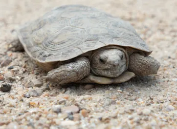 An African pancake tortoise resting in its sandy habitat